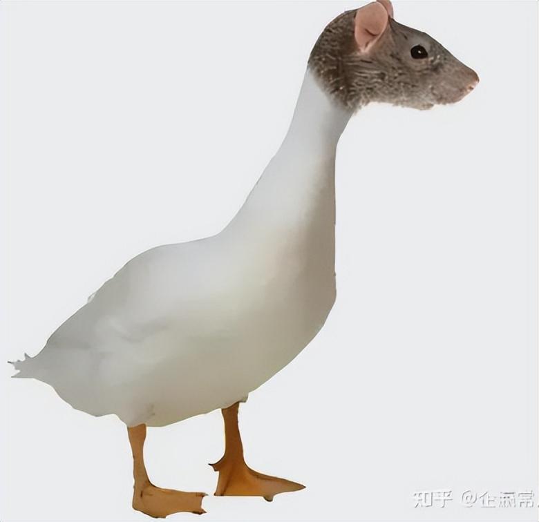 黄瓜|鸭脖就是鼠头，鼠头就是鸭脖，蒸馍，你不扶器？