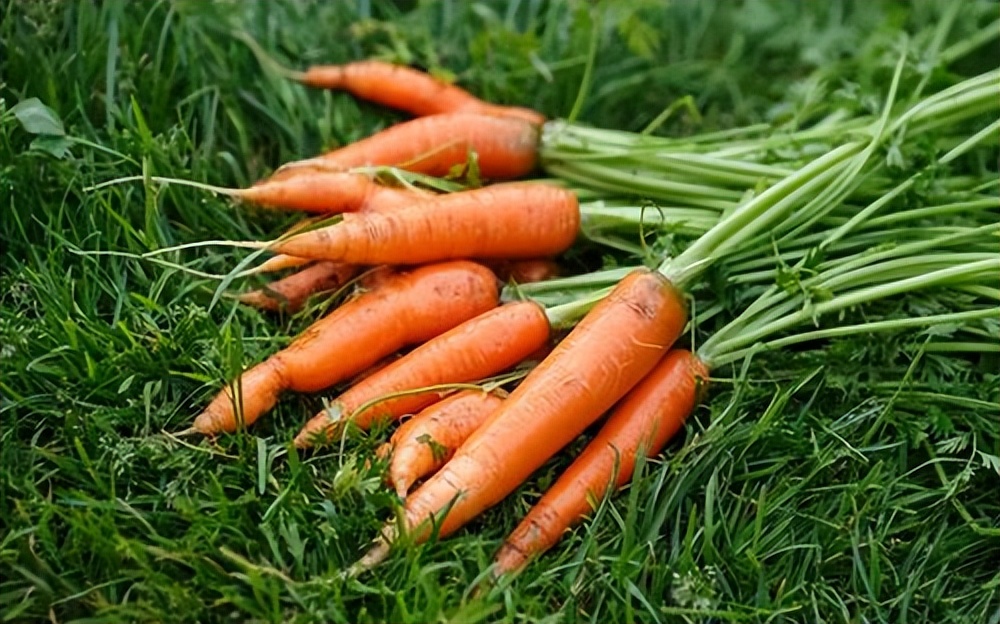 食材|秋分后，4种“碱性”食材要循环吃，手脚有劲，提高免疫力解秋乏