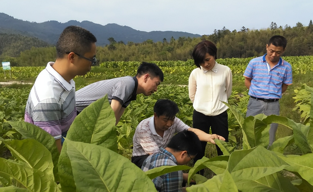 家里20多人都在烟草工作,国家出手了,考生:张雪峰不会空穴来风