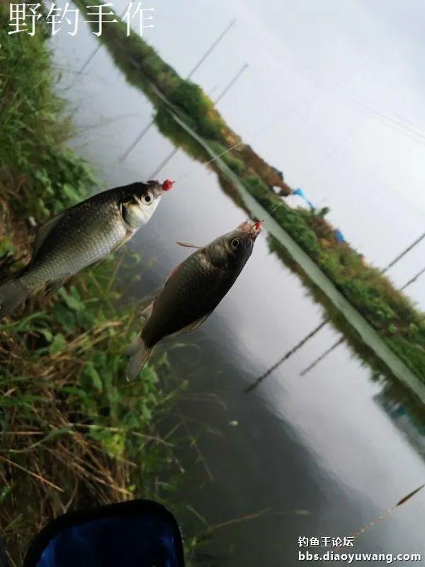 天时地利人和,今晚吃鱼