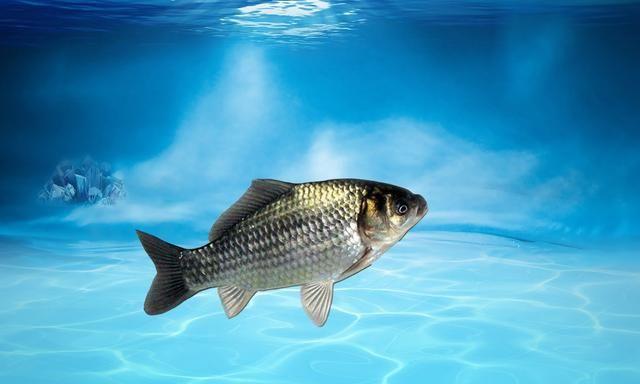 分享冬钓鲫的“空军天”和“狂拉天”，请钓友们据此安排出钓！