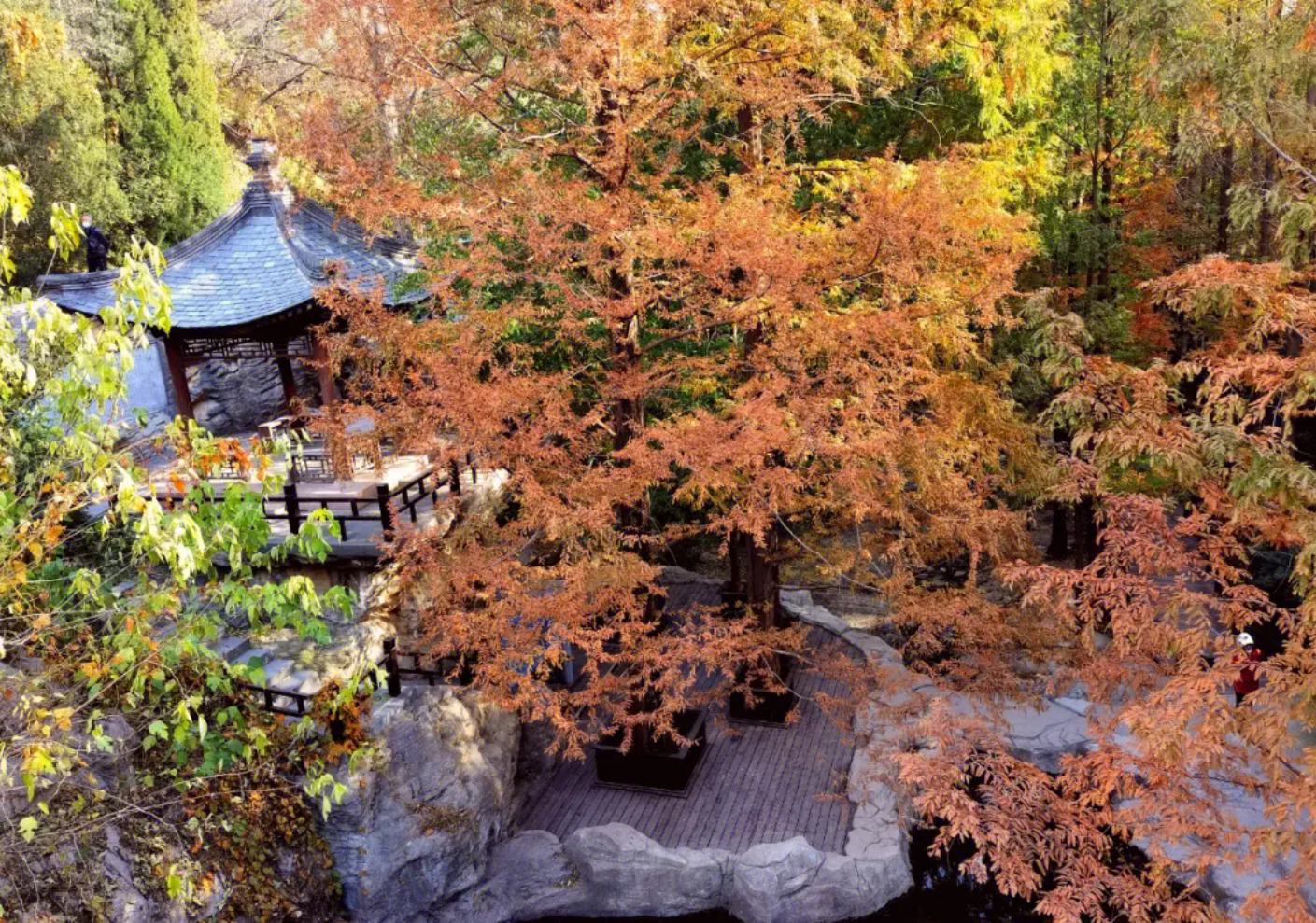 森林公园|周边游|北京本地人最爱的8处森林公园，吸氧赏秋好去处！