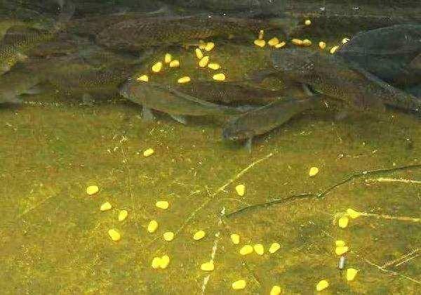 打窝后要过段时间才钓，并不是仅为了聚鱼，这个更关键也更重要