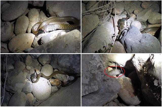 野菜|闯了蛇窝？广西男子夜钓1小时连遇三条蛇，男子：感觉水里都是蛇