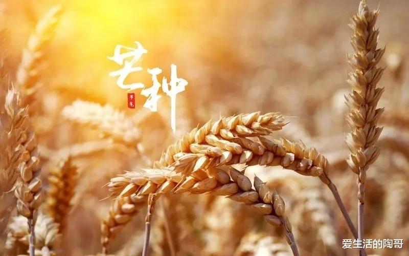 芒种|6月6号芒种,别忘了吃2肉,食2瓜,喝2汤,应时节补身体,乐过夏