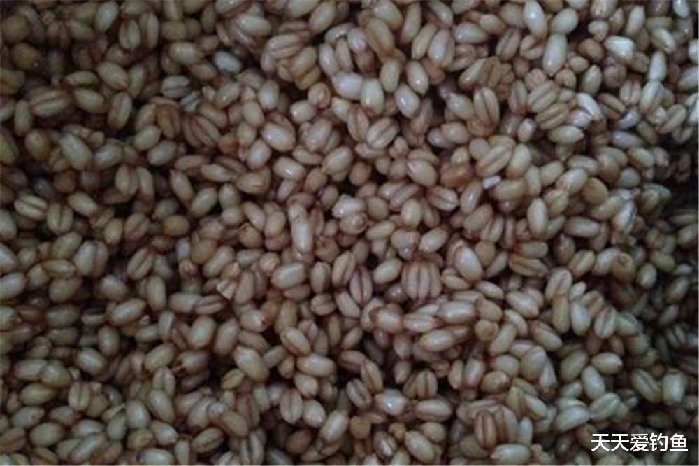 鲫鱼|晚春钓鲫鱼,用几款自制“素饵”,小鱼不沾专攻大鲫鱼