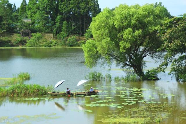 鲤鱼|春分前后钓鲤鱼,试试追星钓,不用打窝找鱼!