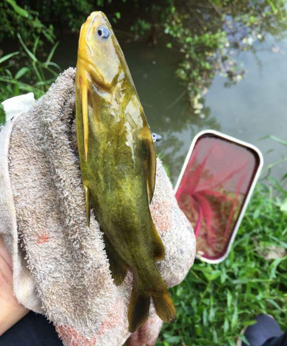 黄骨鱼|春季野钓黄骨鱼全攻略，饵料窝料都简单，但位置重要