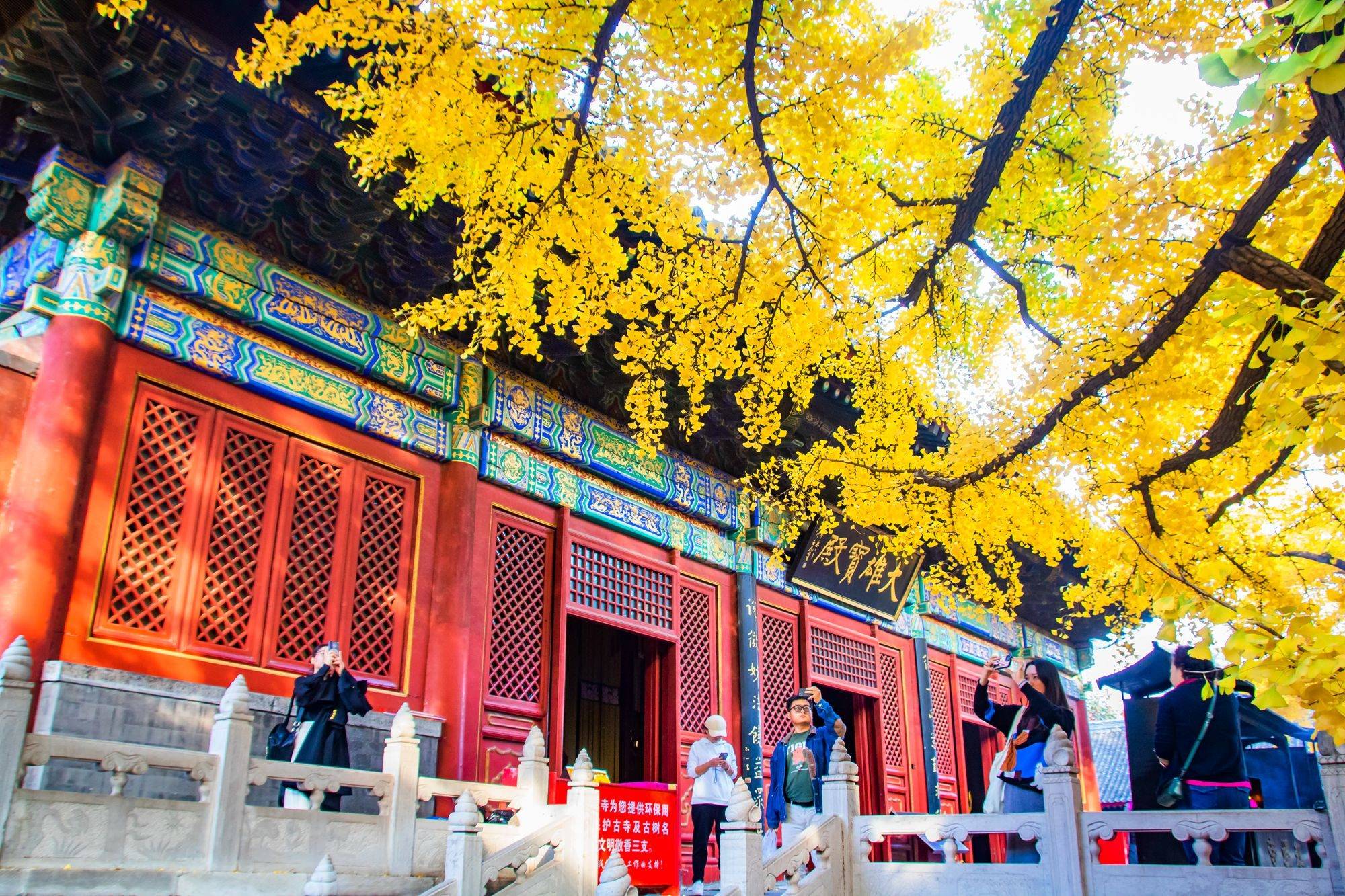 墨脱|北京怀柔红螺寺，一树繁盛满眼金蝶，赏千年古刹绝美秋色