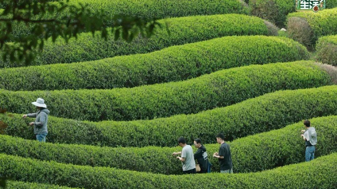 向往的生活第七季|《向往的生活》该不该「隐退」？