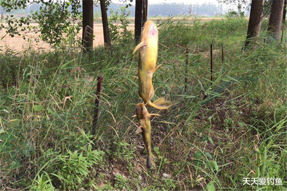 大水面野钓大鱼，串钩的4个灵活用法，不惧鱼情变化