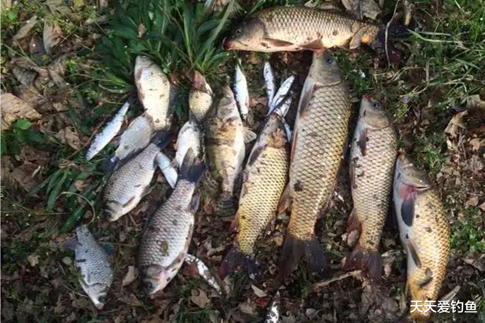 秋天野钓,学会4个“万金油”技巧,渔获轻松翻10倍