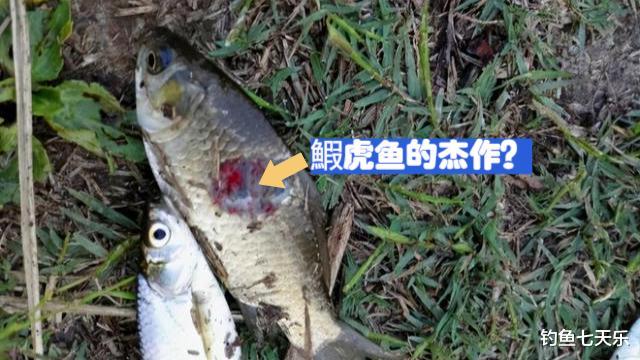 |钓鱼多年首次见！山东男子钓获蛇形怪鱼，疑搭车南水北调入侵北方