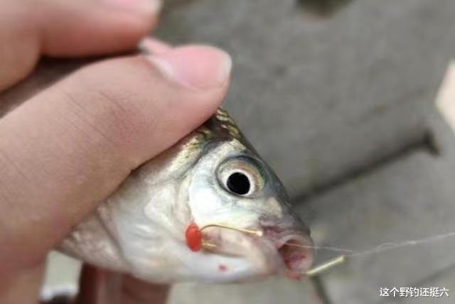 如何让收竿鱼不再难钓?两种不同的方法应对有鱼没口,立竿见影!