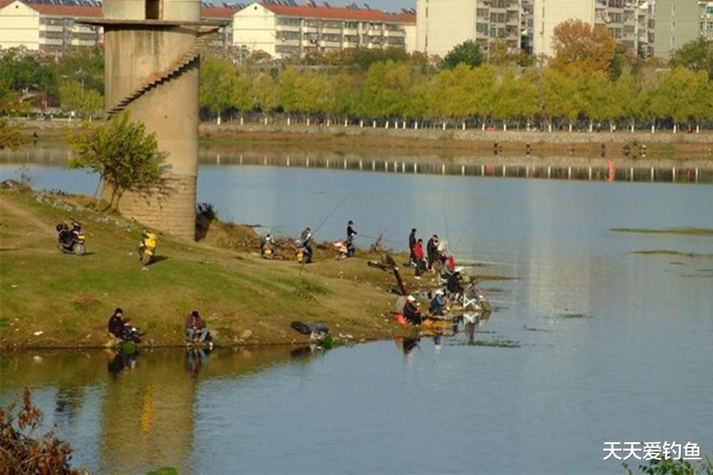 |手竿钓青鱼,掌握3个技术要点,什么水面都能狂拉