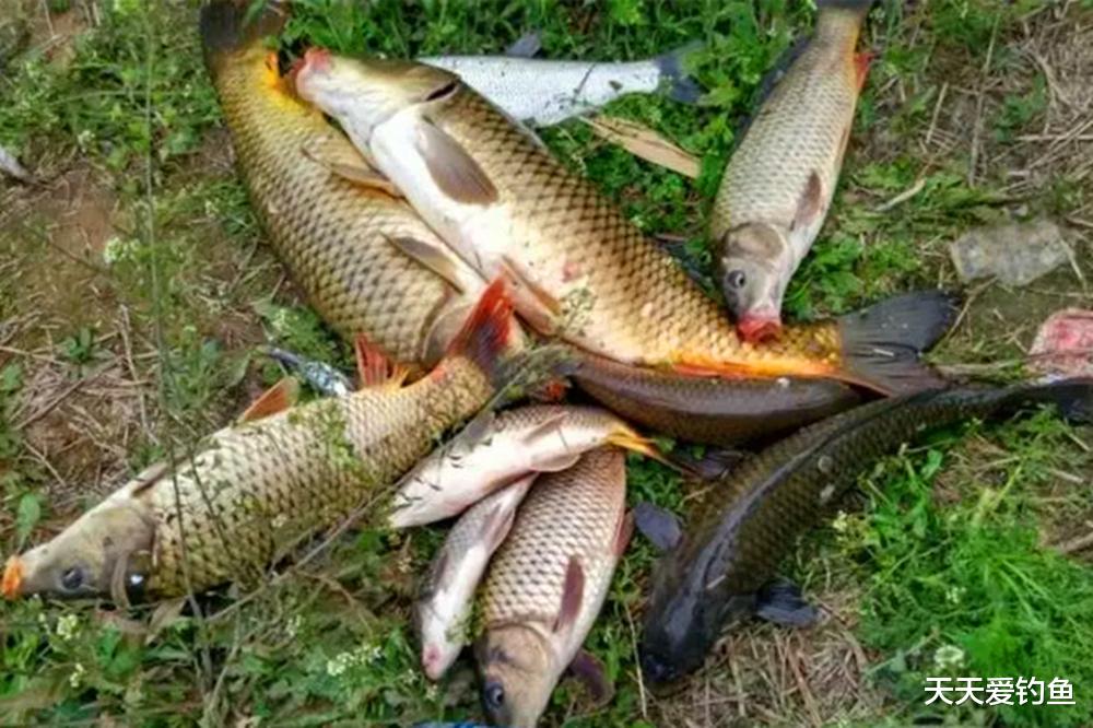 海钓|夏天野钓,几种小鱼“克星”钓法,小鱼越多效果越好