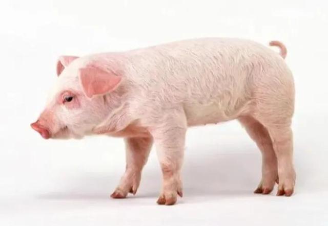 |民族文化：回族不吃猪肉，满族不吃狗肉，汉族百无禁忌吗？错！