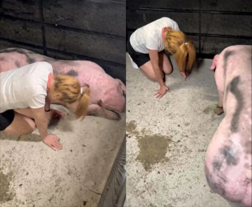 我就奇了怪了，是什么人捧红了这群跳梁小丑？