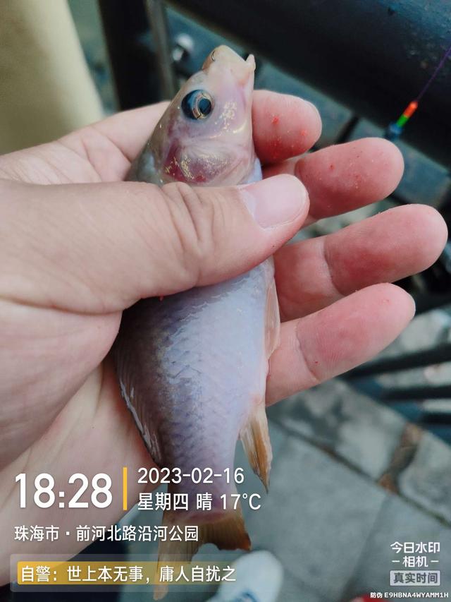 鲤鱼|给鱼尝尝肥宅快乐水，前有花河豚后有靓鲤鱼