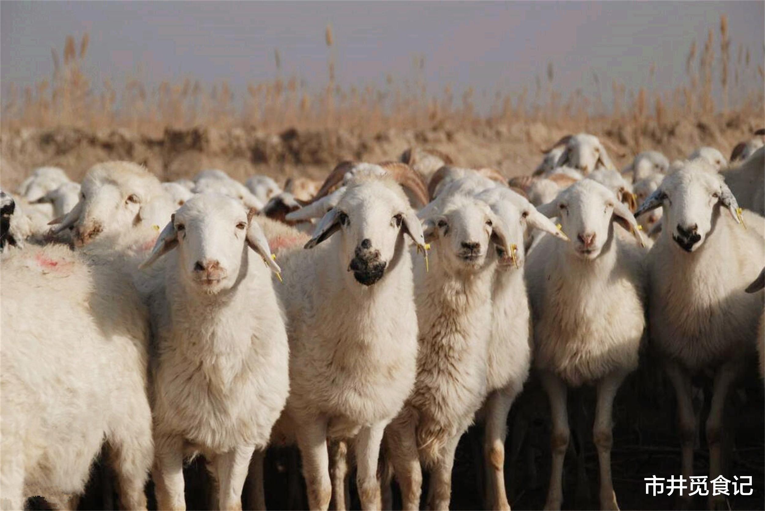 羊肉|中国羊肉排行榜,北方8种,南方2种,都是鲜嫩不膻的好羊肉