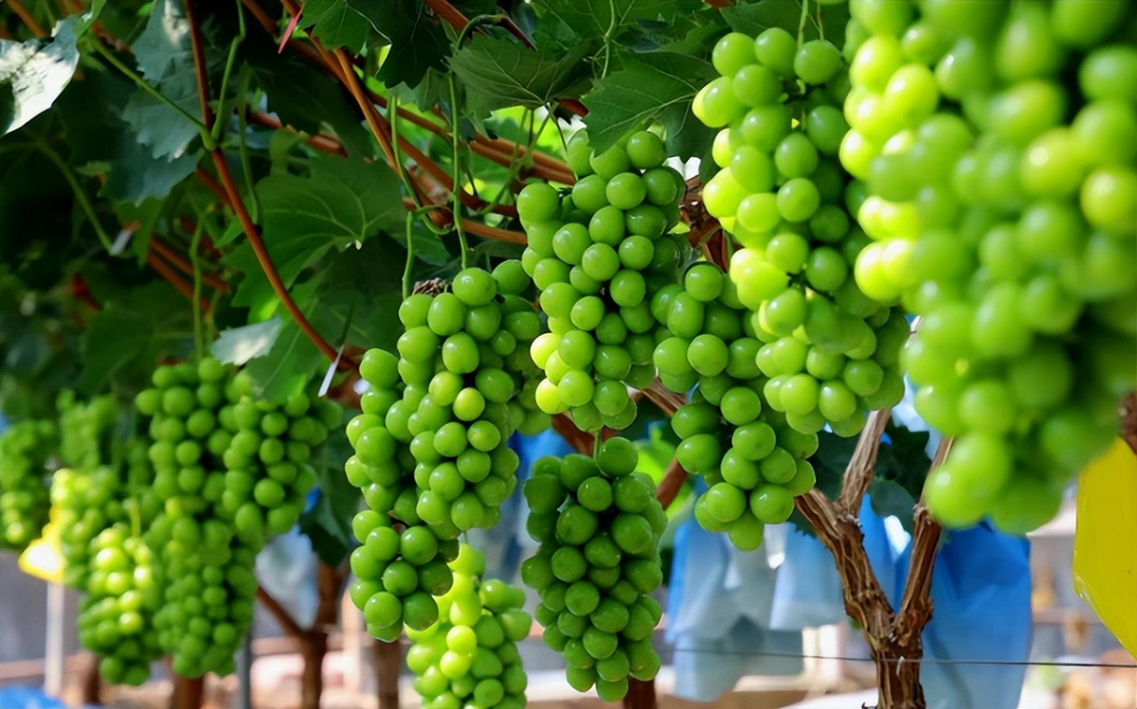 |曾经的八大顶级食材，现已跌落神坛，你都吃过几种？