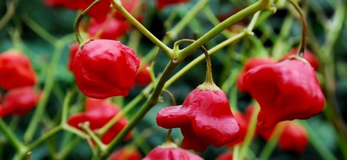 魔鬼辣椒|十大最辣的辣椒排名，第一名能把印度魔鬼辣椒秒成渣，你敢尝试吗