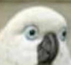 奶茶|“半杯都是冰”的奶茶,坑过多少年轻人?