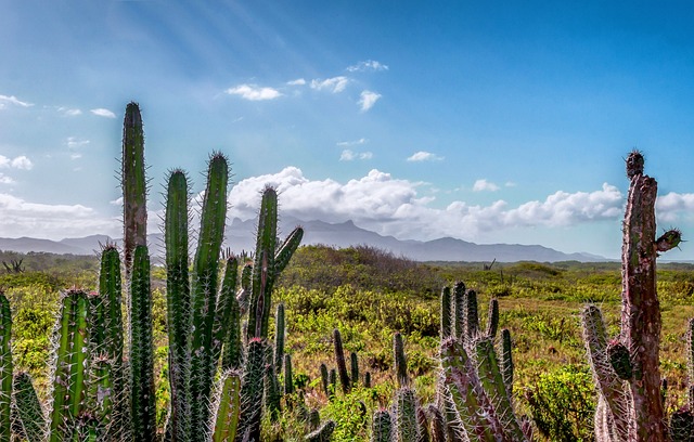 自然奇观|委内瑞拉：美丽的加勒比海海岸线和丰富的自然资源