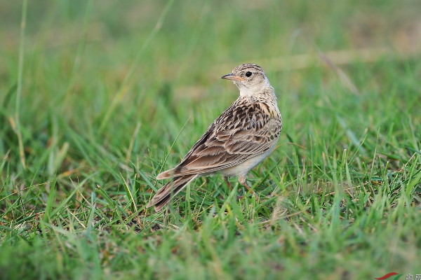 |百灵鸟，模仿跳舞，这些独特行为让你笑出腹肌