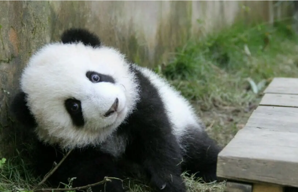 |木梳为什么是么么儿最在乎的男人