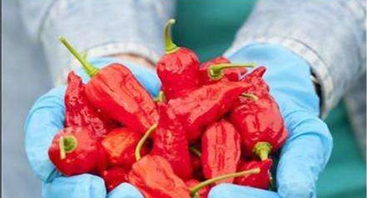 魔鬼辣椒|十大最辣的辣椒排名，第一名能把印度魔鬼辣椒秒成渣，你敢尝试吗