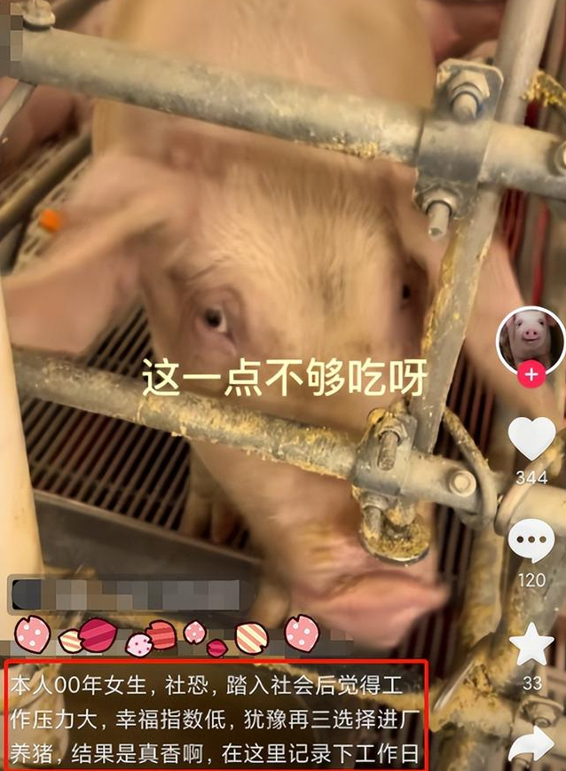 00后|“我找到工作了”，00后社恐女大学生进厂养猪