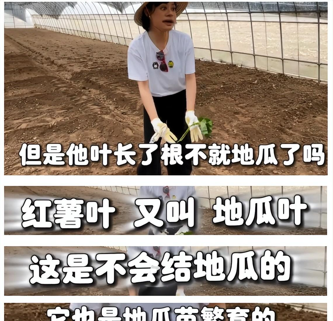 汪小菲|网友直呼作假:明星虚假种地作秀明显,孙俪近万元白鞋下泥地,王艳摘豆角不露手