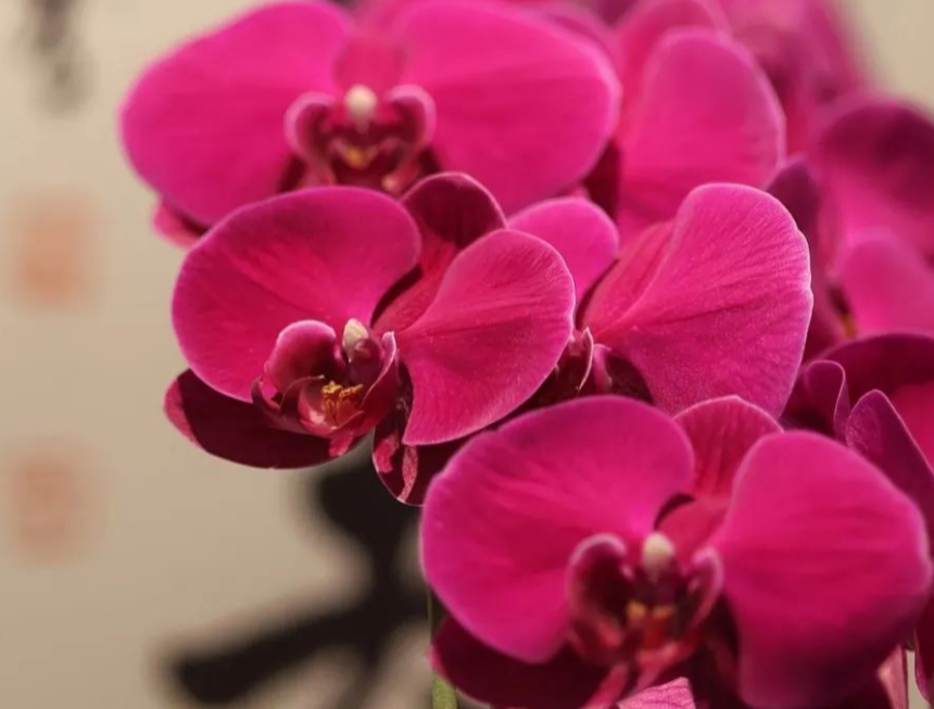 |生肖猪，今明这两年都有遇到结婚的运气，从事教育文化相关工作是比较适合