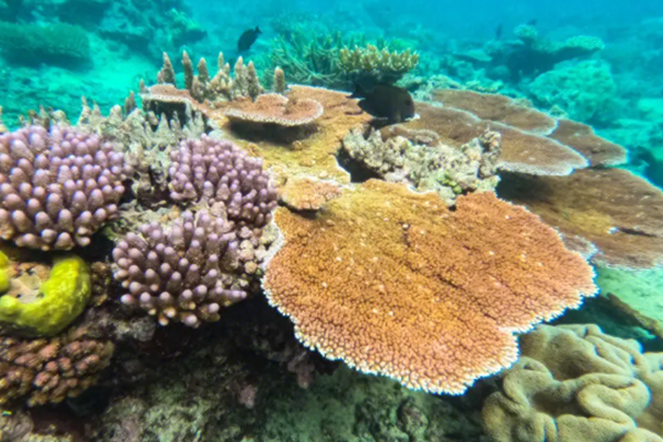 大堡礁|大自然的鬼斧神工，雄伟壮丽的风景，魅力十足的大堡礁