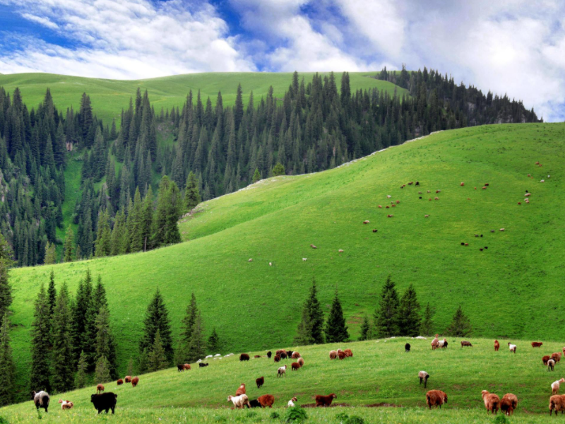 草原|美丽草原风景你向往哪个，空气清新，风景迷人