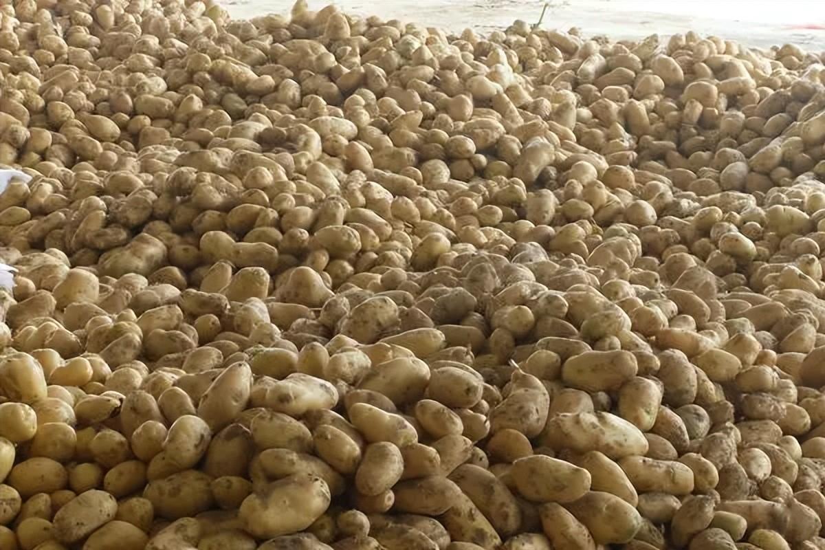 土豆|土豆：最被人忽视的世界第四大主粮，为什么成不了中国人的主食？