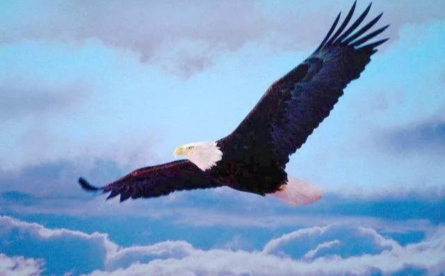 |后半生运势最旺，多财多福的生肖