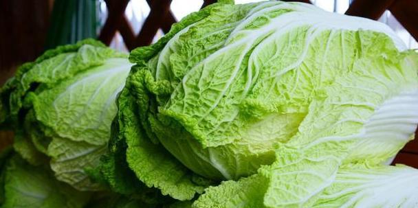 白菜|保存白菜很简单，牢记3点，放一冬也新鲜，不坏菜帮不黄叶不长芽