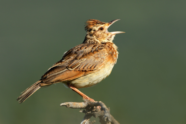 |百灵鸟，模仿跳舞，这些独特行为让你笑出腹肌