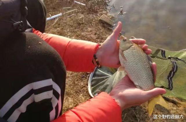 新手野钓饵料使用经验！原来这才是鱼喜欢的味型，简单省钱渔获多