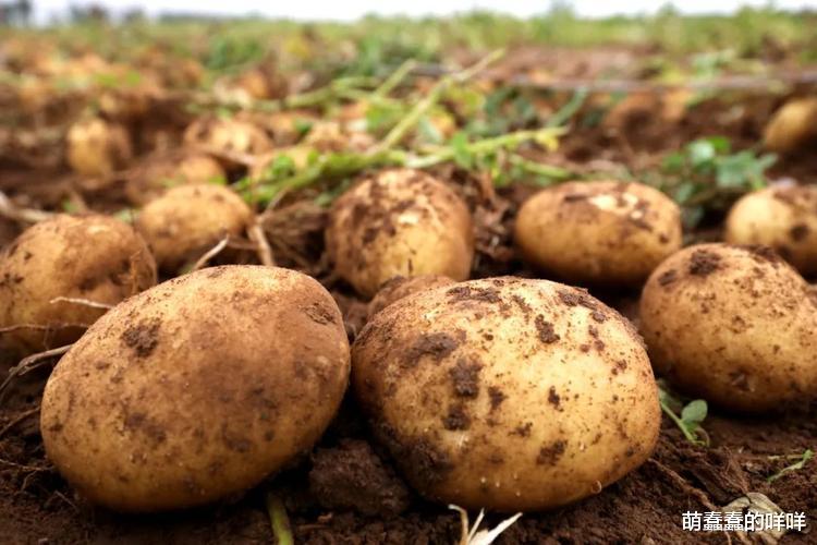 土豆|它被誉为“地下人参”，1斤顶10斤苹果！常吃润肠通便，腿脚利落