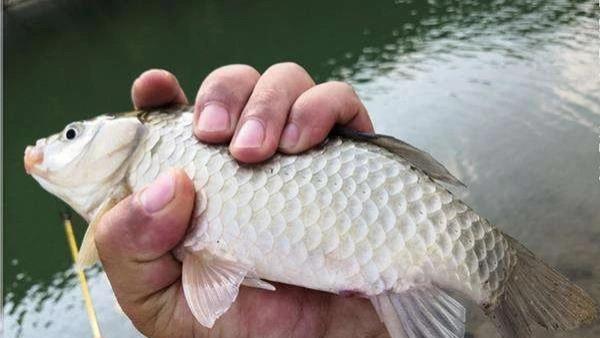 鲫鱼|钓鲫鱼时使用“截杀”钓法，其乐无穷，同时是增加渔获的利器