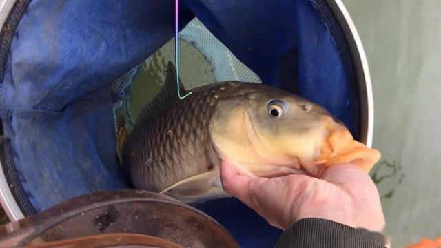 鲤鱼|野钓鲤鱼钩饵最好的状态，别把简单的事情搞复杂，这样调就行！