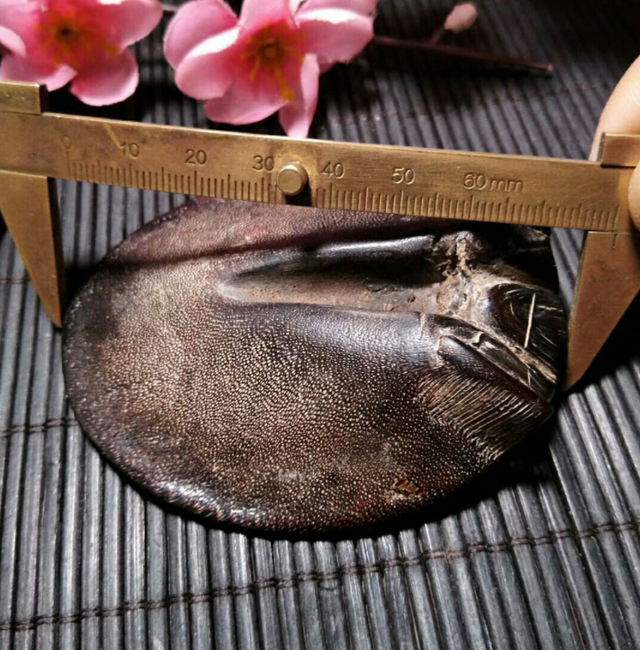 这8种“重口味文玩”,敢玩的都是大神,一般人真的接受不了