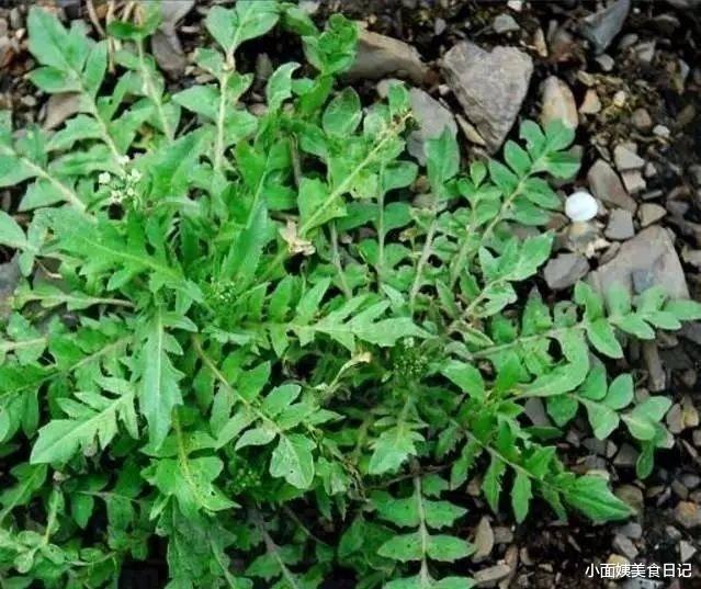 荠菜|入冬前，遇到路边这种野菜别手软，多挖些囤起来，分享5种做法