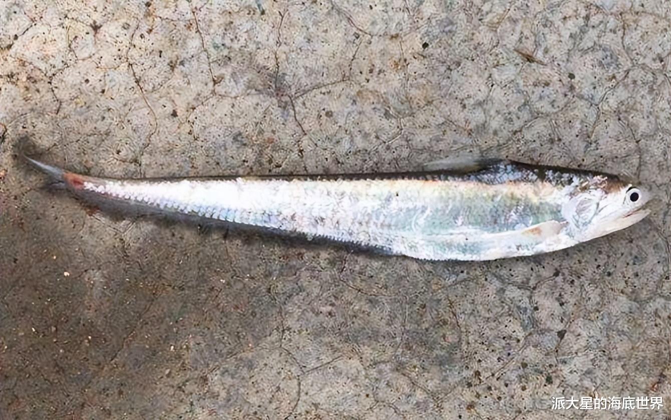 刀鱼|刀鲚:难得一见的刀鲚,有钱也吃不到