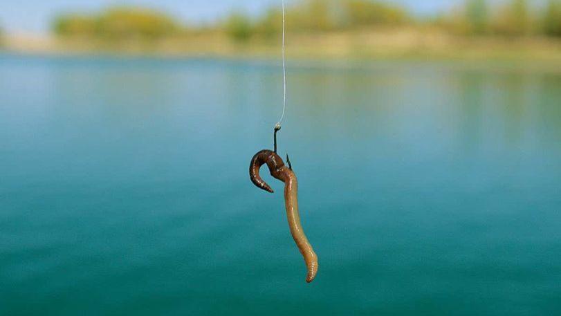鲫鱼|挂钩蚯蚓钓鱼到底需不需要露钩尖？不用纠结了，一次说明白