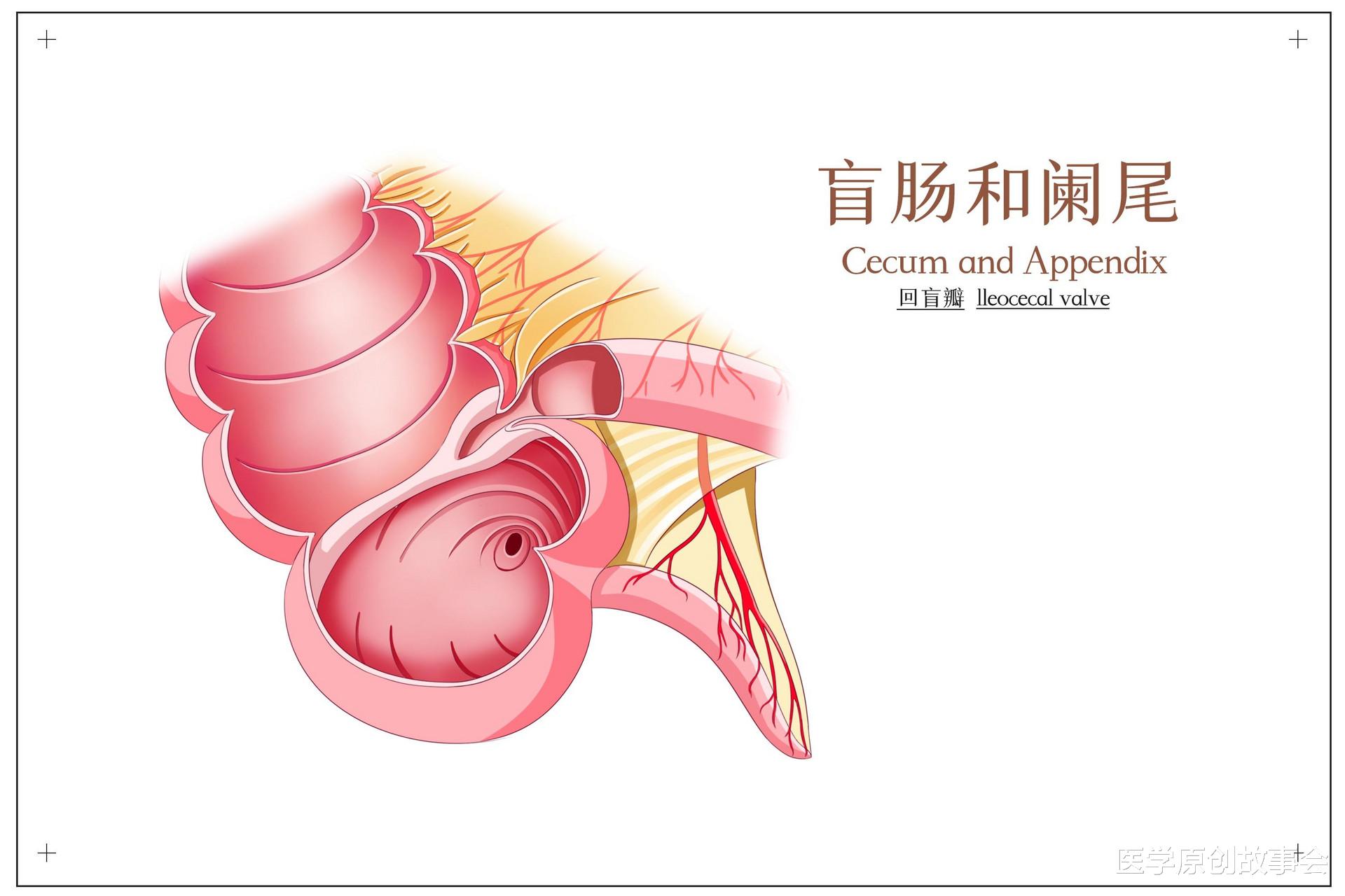 人体最没用的器官，割掉反而更好？看完涨知识了