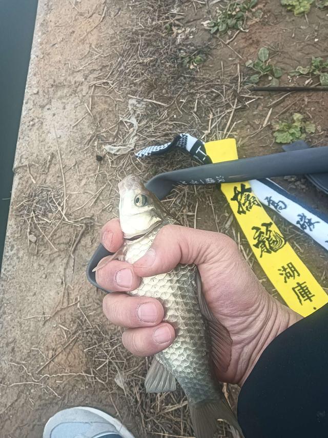 饵料|2023第一钓，面食配红虫，上鱼不再愁